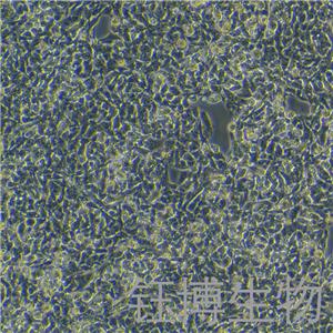 Hep G2（人肝癌细胞）YB-71103HC