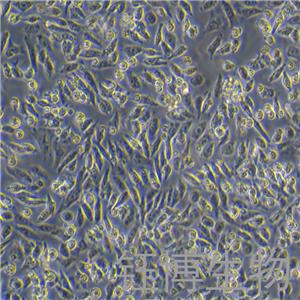 HGC-27（人胃癌细胞(未分化)）YB-71107HC