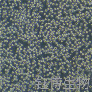 HL-60（人原髓细胞白血病细胞）YB-71110HC