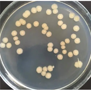 Mycobacterium Chelonae Subsp. Chelonae