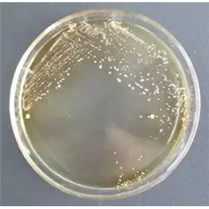 Bacillus Spizizenii