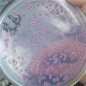 Caldovatus Aquaticus