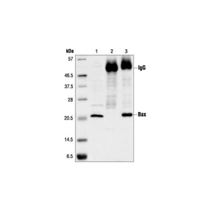 Bcl-2 相关 X 蛋白抗体