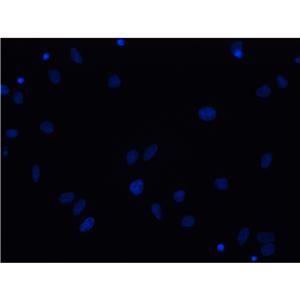 DAPI染色液（即用型）| 细胞核荧光染料 | EnkiLife恩玑生命