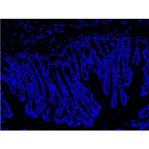 Hoechst 33342染色液（即用型）| 细胞核荧光染料 | EnkiLife恩玑生命