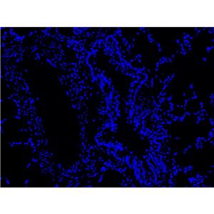 Hoechst 33258染色液（即用型）| 细胞核荧光染料 | EnkiLife恩玑生命
