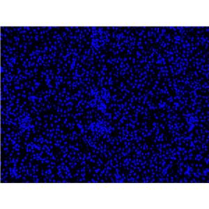 Hoechst 33342活细胞DNA染料| 细胞核荧光染料 | EnkiLife恩玑生命