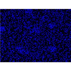 Hoechst 33258活细胞DNA染料| 细胞核荧光染料 | EnkiLife恩玑生命