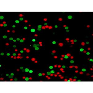 碘化丙啶，PI| 细胞核荧光染料 | EnkiLife恩玑生命