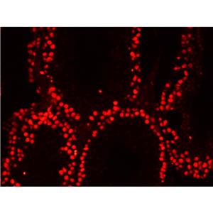 DRAQ5活细胞DNA染料| 细胞核荧光染料 | EnkiLife恩玑生命