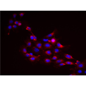 小鼠胚胎成纤维细胞C3H/10T1/2