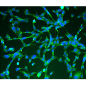 小鼠胚胎成纤维细胞NIH/3T3