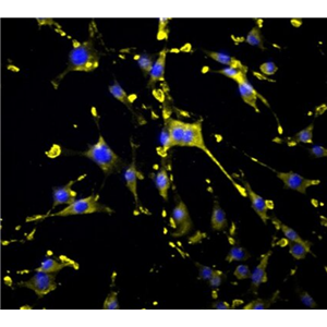 小鼠胚胎肌母细胞C2C12