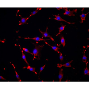 小鼠胚胎瘤细胞ATDC5