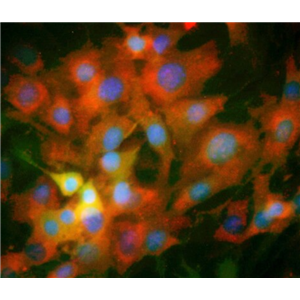 小鼠胚胎纤维细胞STO