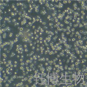 OCI-AML3（人急性骨髓性白血病细胞）YB-71965HC