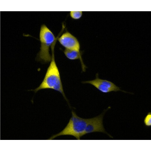 大鼠少突胶质细胞
