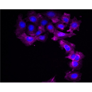 中国仓鼠卵巢细胞悬浮CHO-S