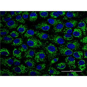 Mitochondrial Tracker (Green)（线粒体绿色荧光探针）| 亚细胞结构荧光染料 | EnkiLife恩玑生命