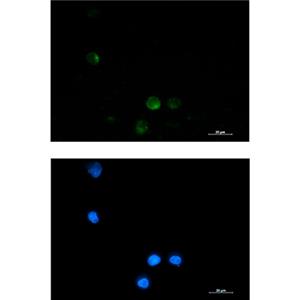 SSX2IP Rabbit Monoclonal Antibody | 兔单抗 | EnkiLife恩玑生命