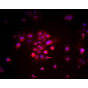 MOLM-13 人急性髓性白血病细胞