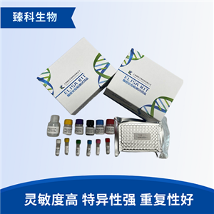 大鼠β氨基己糖苷酶A(β-Hex A）elisa试剂盒