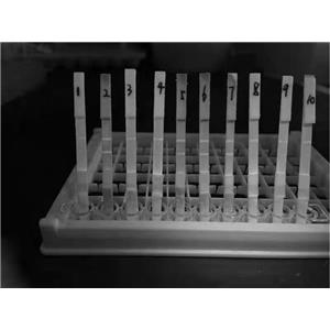 鼠抗疱疹病毒HSV 2型单克隆抗体H