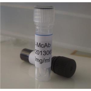 HRP兔抗小鼠二抗IgG(H+L)