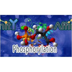 多克隆抗体制备服务 CRO服务