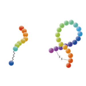 N-生物素标记多肽修饰服务