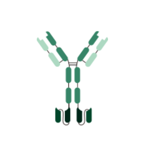 重组抗体表达服务