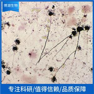 人软骨细胞C28/I2