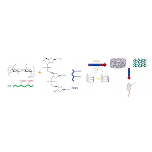 透明质酸钠-多聚脱氧核糖核苷酸交联（HA-PDRN）冻干粉