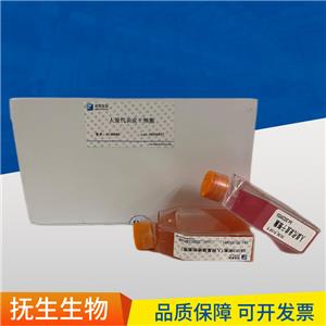 MH-S小鼠肺泡巨噬细胞