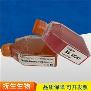 MS1小鼠胰岛内皮细胞