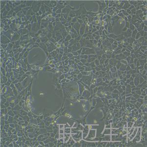 BNLCL.2细胞（小鼠胚胎肝细胞）LM8C0037