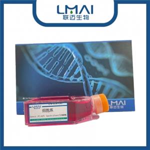 BRL细胞（大鼠肝细胞）LM8C0038