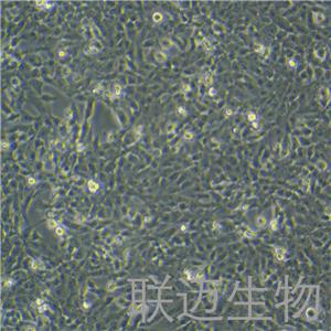 F81细胞（猫肾细胞）LM8C0081