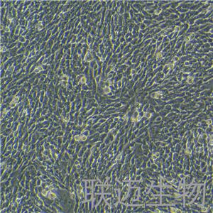 CHL细胞（仓鼠肺细胞）LM8C0060