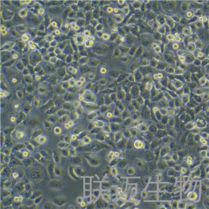 SGC-7901细胞（胃癌细胞）LM8C0206