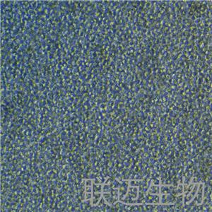 E.G7-OVA细胞（小鼠T淋巴瘤细胞）LM8C0333