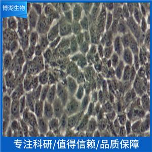 CRFK（猫肾细胞）