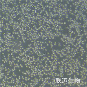 MPC-11细胞（小鼠浆细胞瘤）LM8C0386