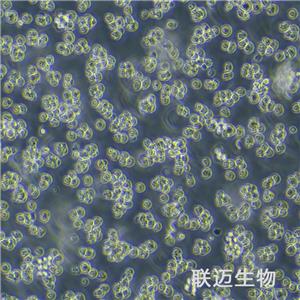 Sp2/0-Ag14[SP2/0]细胞（小鼠骨髓瘤细胞）LM8C0445