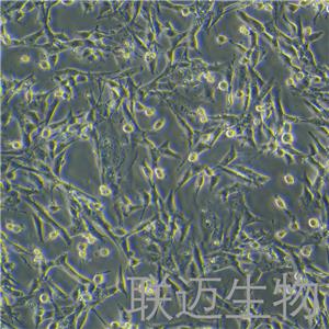 TM4细胞（正常小鼠睾丸Sertoli细胞）LM8C0456