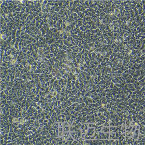 PA-1细胞（卵巢畸胎瘤细胞）LM8C0411