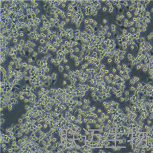 RIN-m5F细胞（大鼠胰岛β细胞瘤细胞）LM8C0423