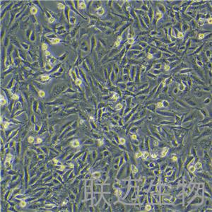 SV40MES13细胞（小鼠肾小球系膜细胞）LM8C0470