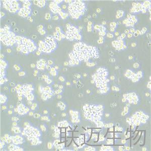 B95-8细胞（绒猴EB病毒转化的白细胞）LM8C0476