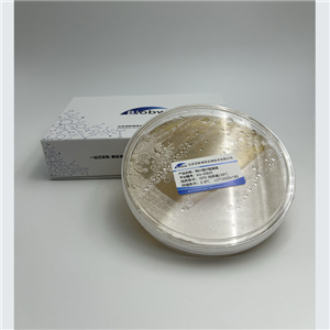 Corynebacterium Glutamicum